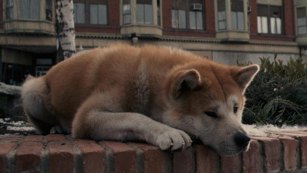 HACHI: A Dog’s Tale